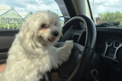 Pula Driving