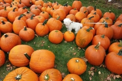 Pula and the Pumkins 1