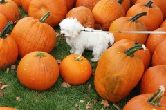 Pula and the Pumkins 3