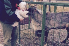 Pula and the Reindeer 2