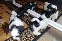 Puppies at 6 weeks (2)