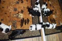 Puppies at 6 weeks (4)