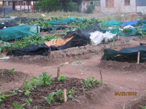 The garden plot 