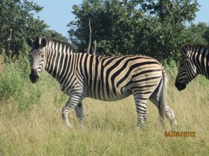 Our guide said all Zebra's have brown stripes too