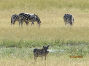 Warthogs and Zebra's