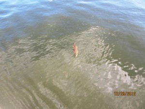 A small crocodile approaches our boat