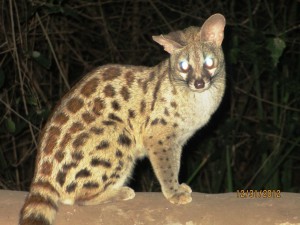 A Genet Cat visits the dinner table at every meal