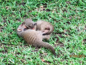 Two baby Bandit Mongooses (Mongeese?)