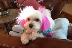 Pula after the Spa