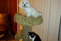 Pula on her perch