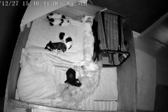 Puppies 2 weeks 2