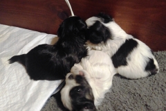 Puppies 3 weeks 2